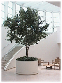 Large Ficus - Image